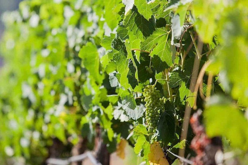 Ronda Organic Wine Tour from Marbella 2
