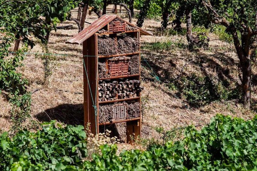Ronda Organic Wine Tour from Marbella 4