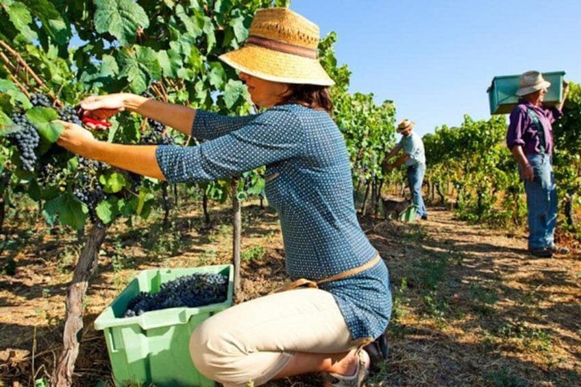 Ronda Organic Wine Tour from Marbella 1