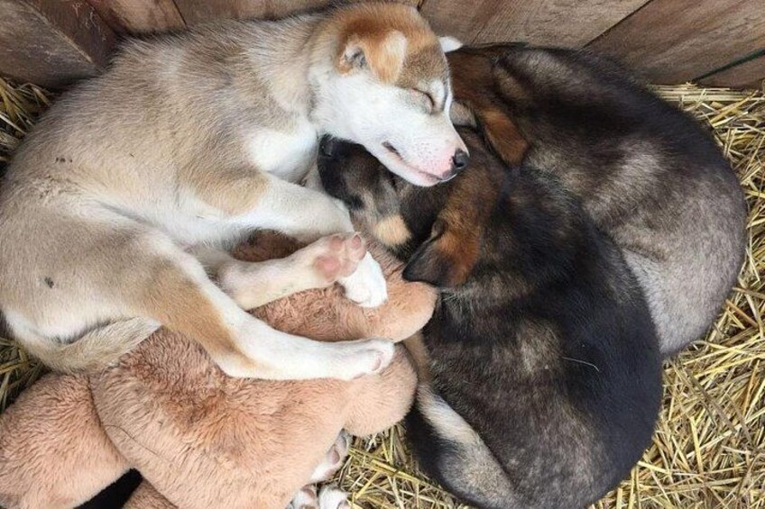 Husky Puppies 2