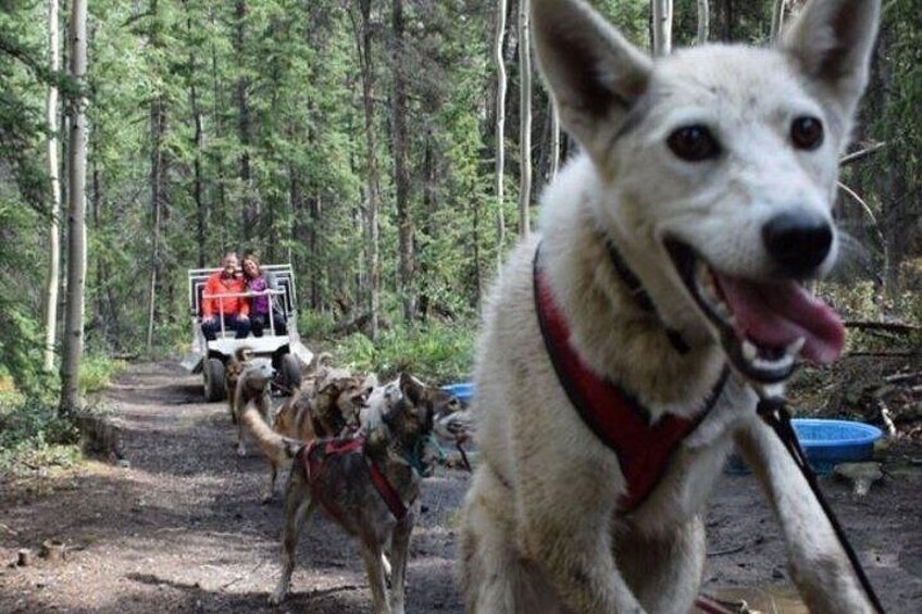 Skagway Shore Excursion: Yukon Dog Sledding and Sightseeing Tour 2