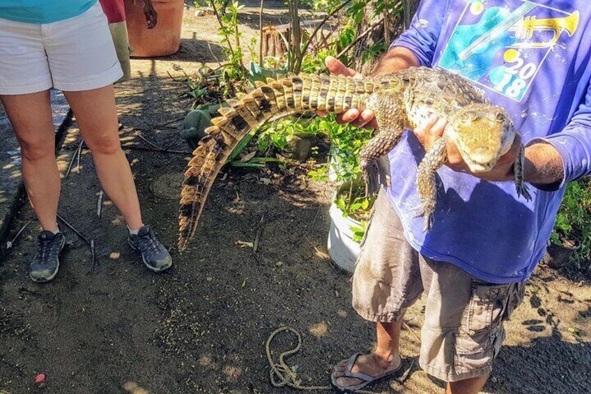 Countryside-Boat Ride- Horseback Riding- Turtle release-Croc Farm & Beach Lunch