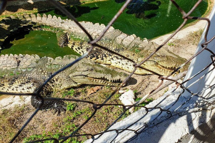 A crocodile behind a chain-link fence, with a green water body and rocky terrain in the background. 4
