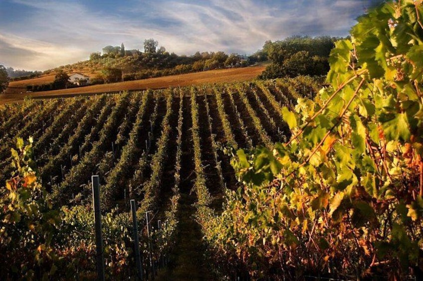Shore Excursion from Livorno to Chianti area with Wine Tasting & Lunch 2