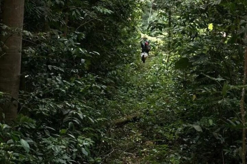 In The Mighty Jungle. 3