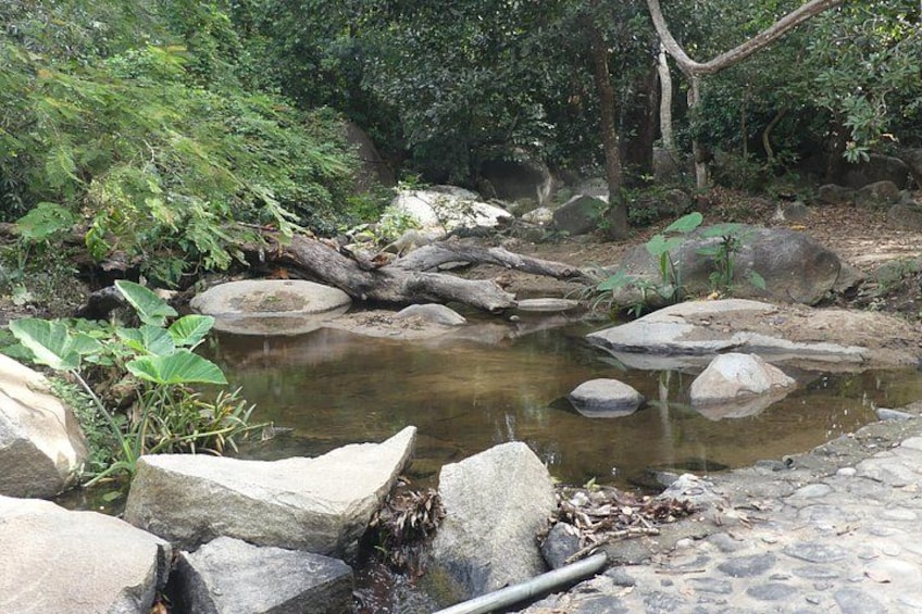 Un estanque natural con rocas y vegetación. 5