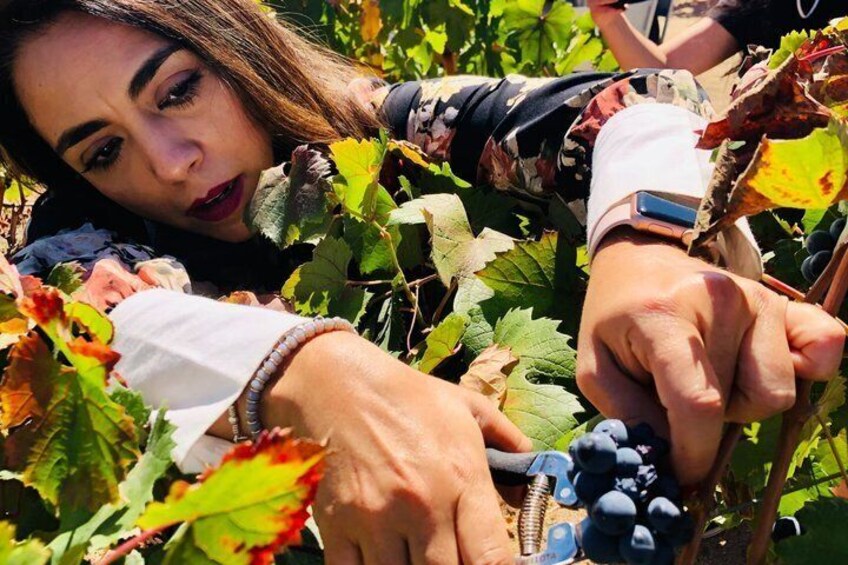 Guadalupe Valley Wine Route Tour in Baja California 4
