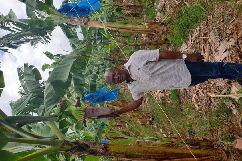 Een man staat in een bananenplantage, omringd door grote bananenbladeren en trossen bananen. 5