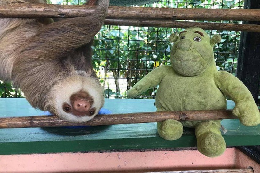 A sloth hanging from a wooden beam, a green plush toy, and a green railing. 3