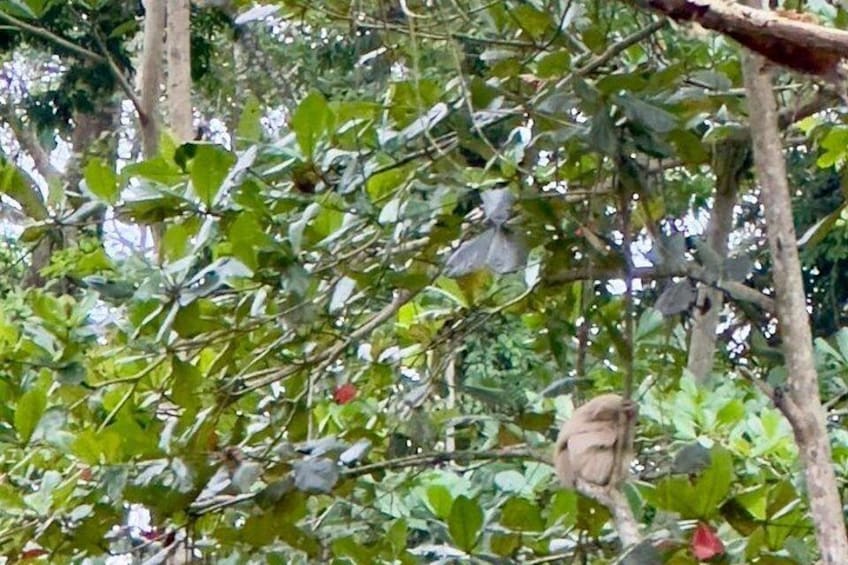 A bird perched on a branch amidst dense foliage. 4