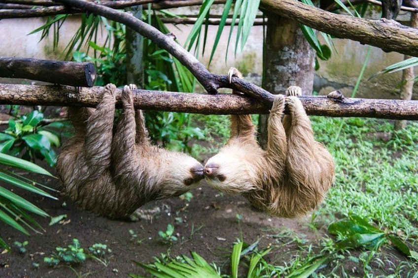 Two sloths hanging from a branch in a zoo enclosure. 1