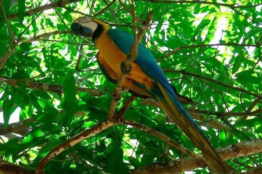 A parrot perched on a tree branch surrounded by dense green foliage. 4