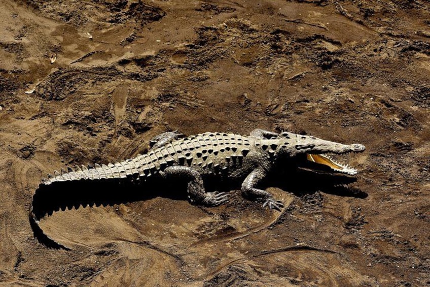 A crocodile lying on a muddy terrain. 5