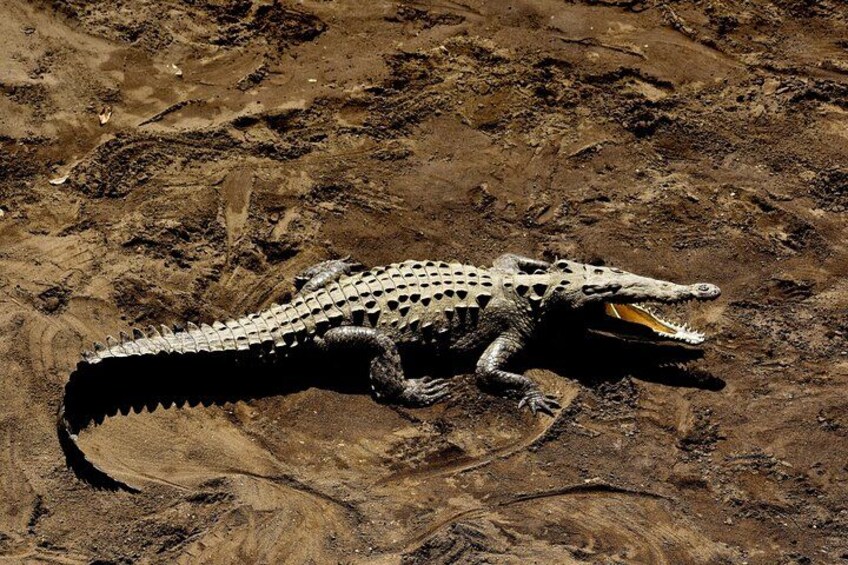 Crocodile Jungle River Safari & Puntarenas Cultural Highlights 5