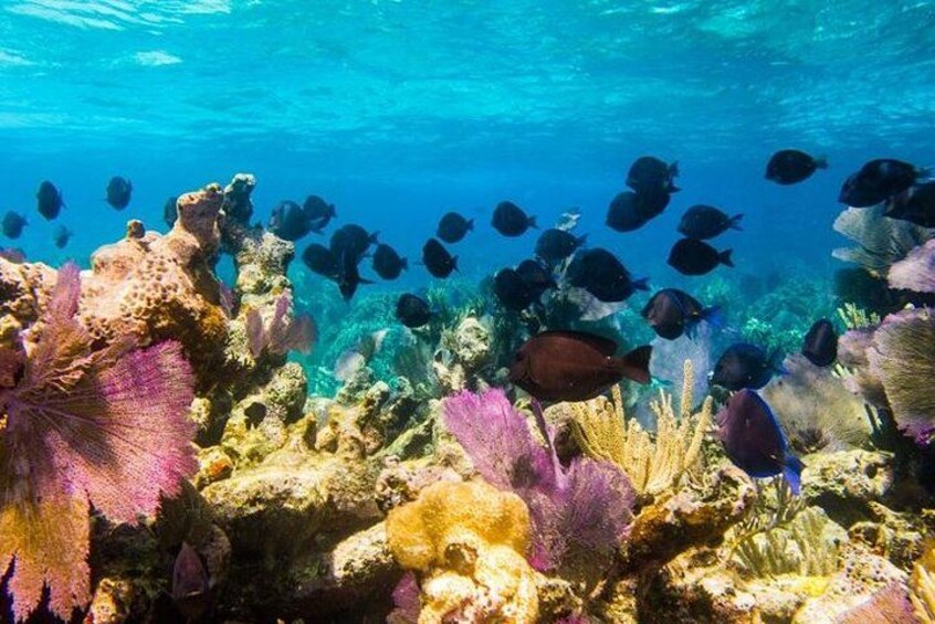A vibrant underwater scene with coral reefs and a school of fish. 3