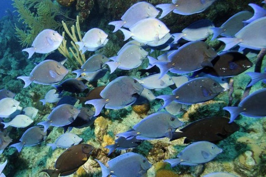 A school of fish swimming near a coral reef. 4