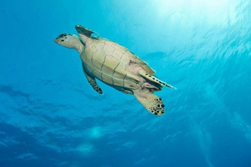 A sea turtle swimming underwater. 1