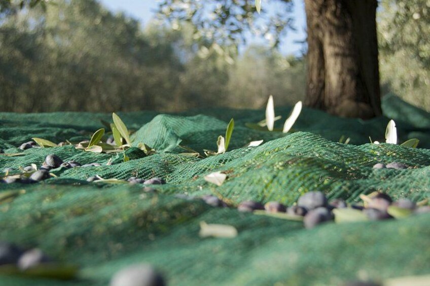 A green cloth laid out on the ground with leaves and stones scattered on it. 4