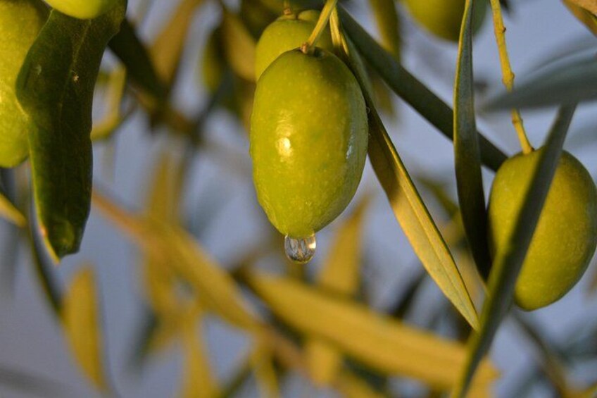 Green olives hanging from branches. 5