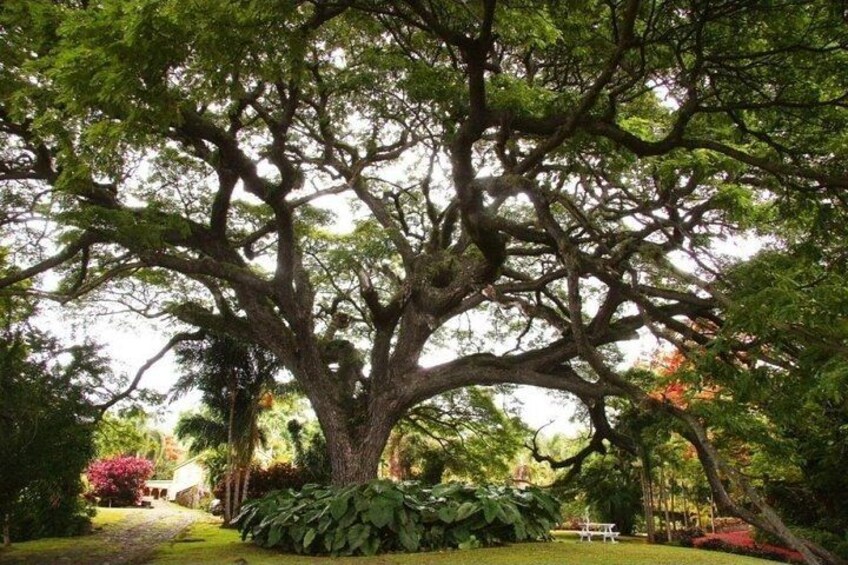Exotic Island Tour from Basseterre 2