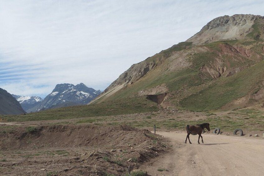 A dirt road with a horse in a mountainous landscape. 3