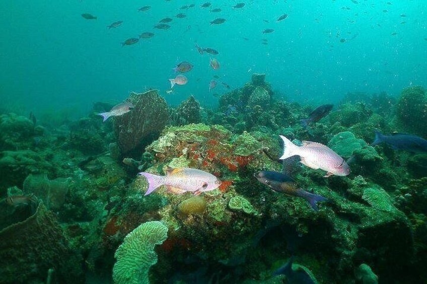 An underwater scene with various fish swimming around coral formations. 2