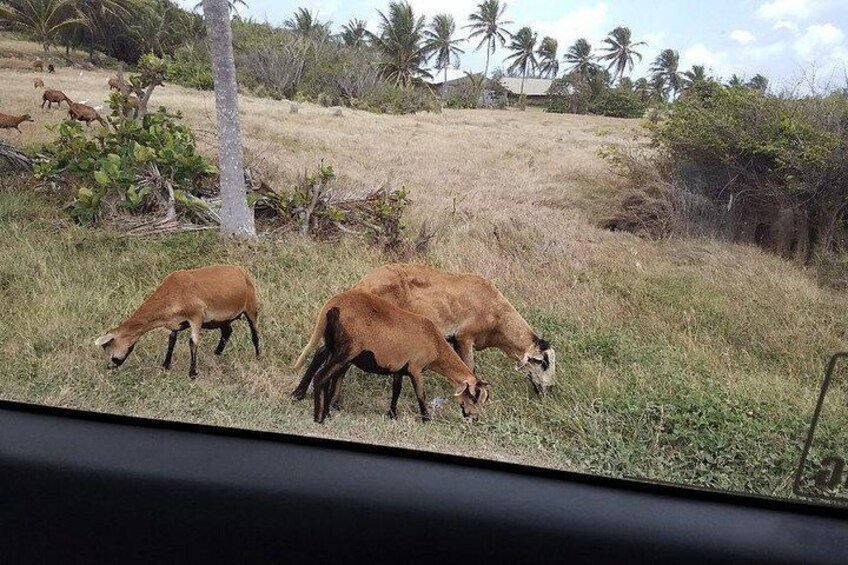 Drie koeien grazen in een grasveld met palmbomen en een heuvel op de achtergrond. 3