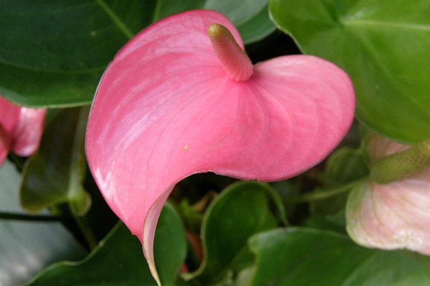 En rosa anthuriumblomma med gröna blad. 5