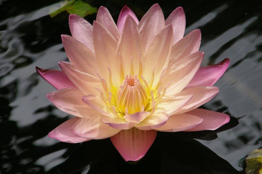 Un ninfea rosa con centro giallo, che galleggia sull'acqua. 3