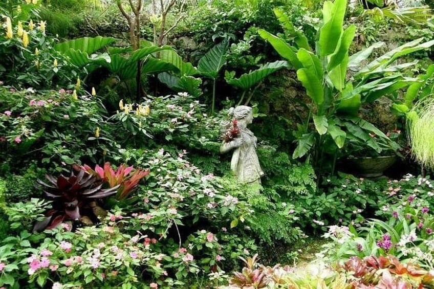 Un rigoglioso giardino con diverse piante, tra cui grandi foglie verdi e fiori. 2