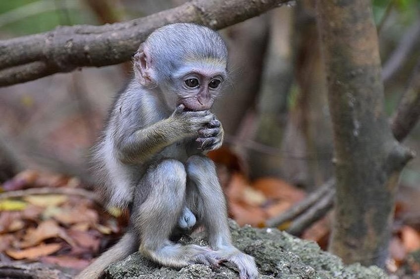 A monkey sitting on a rock surrounded by branches and leaves. 1