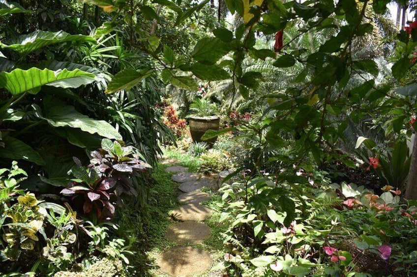 A lush garden with a stone path, various green plants, and some flowering plants. 4