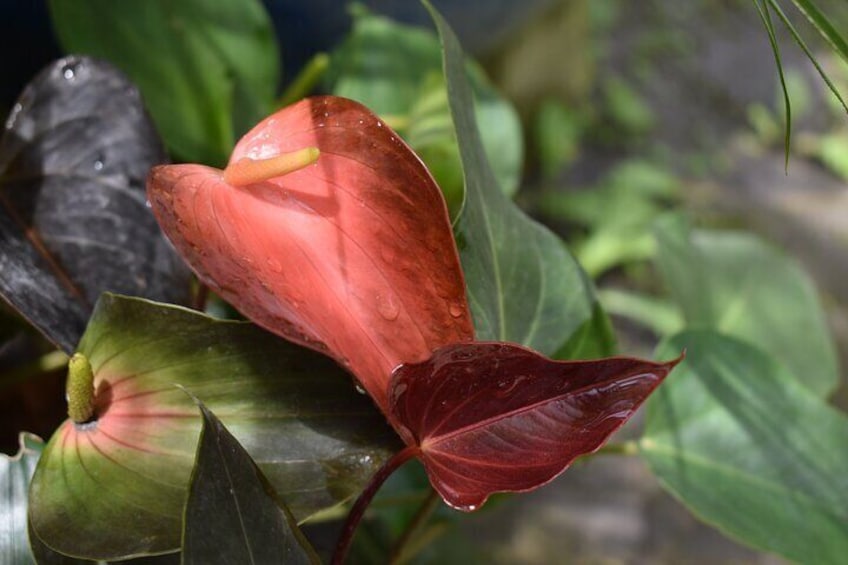 A red flower with water droplets, surrounded by green leaves. 2