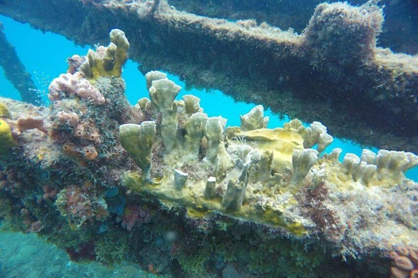 A coral reef with various corals and marine life. 5