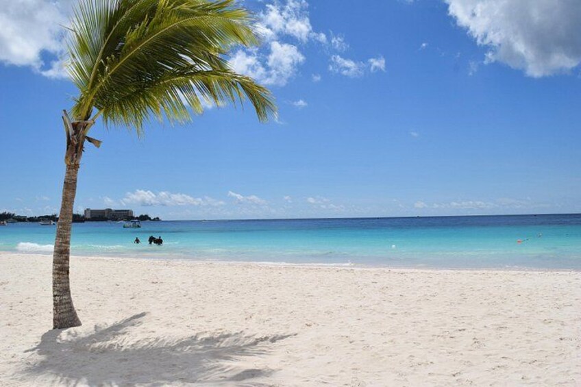 A beach with a palm tree, clear blue sky, and calm sea. 4