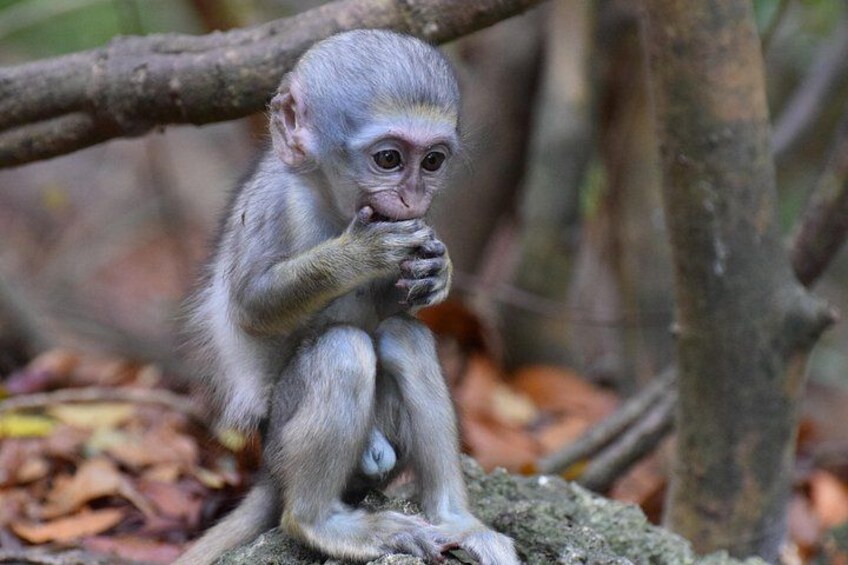 Un mono sentado en una rama en un bosque. 4