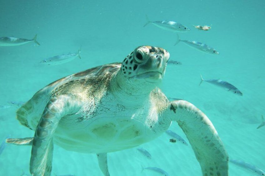 Eine Meeresschildkröte schwimmt in klarem, blauem Wasser mit mehreren Fischen. 1