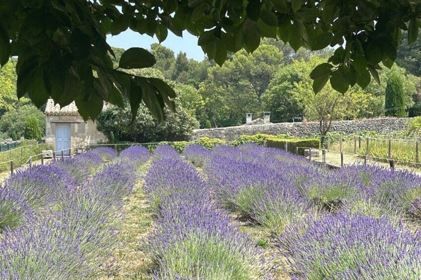Exploring Provence : Arles, Les Baux and St-Rémy de Provence tour 2