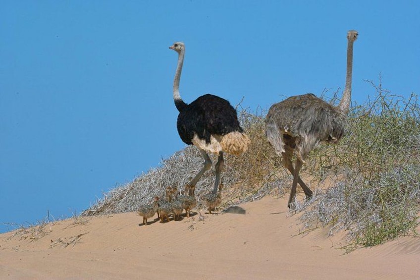Two ostriches on a sandy hill with sparse vegetation. 3