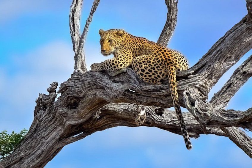 Un leopardo descansando sobre una rama de árbol. 1