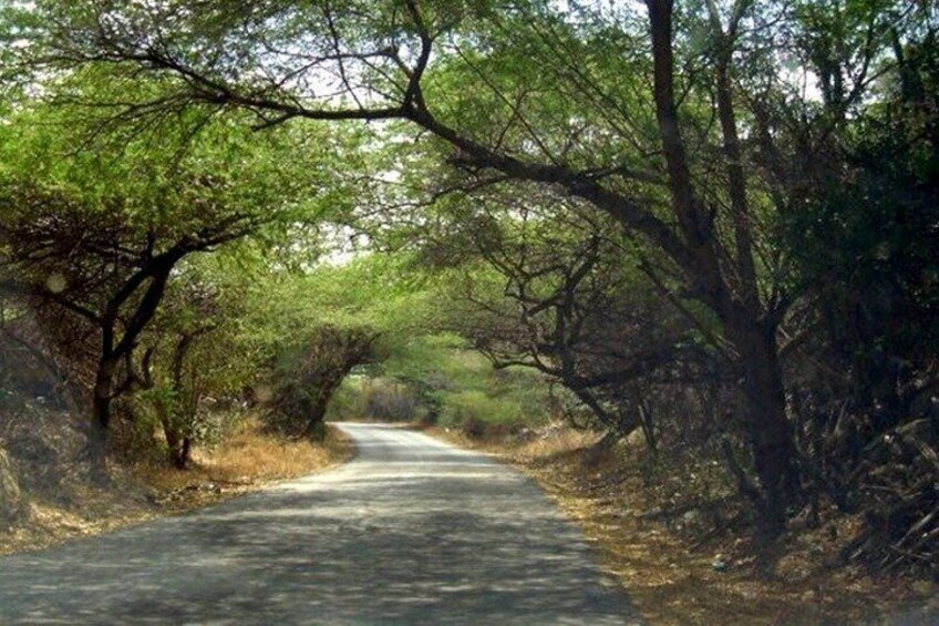 UTV Morning Tour: Discover Aruba's Hidden Treasures 4