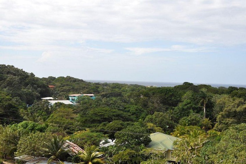 Un paisaje verde exuberante con vegetación densa, algunos edificios y una vista distante del océano. 4