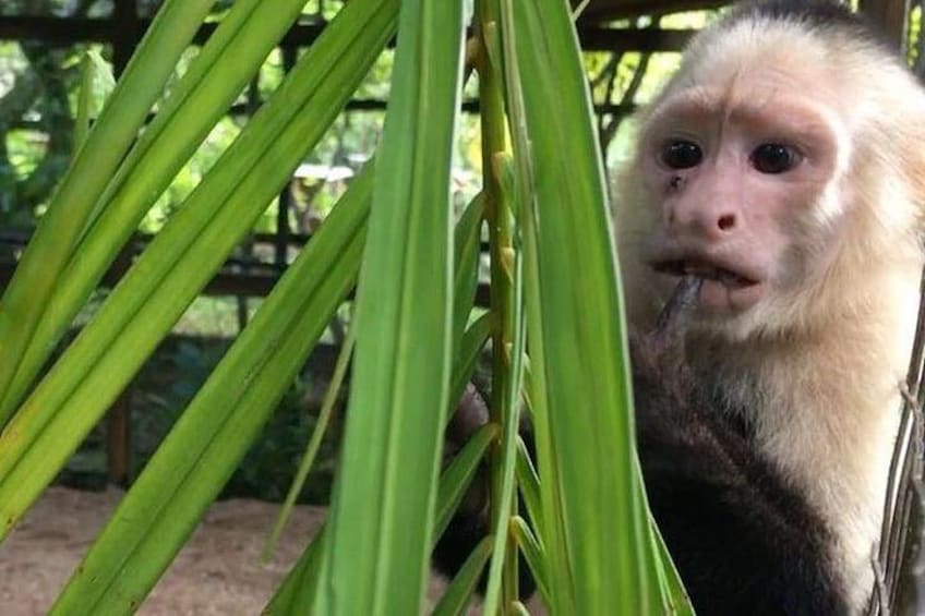 A monkey with light fur, partially hidden by green foliage. 2