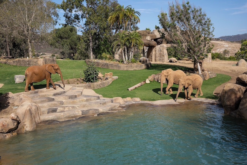 San Diego Zoo Safari Park 3