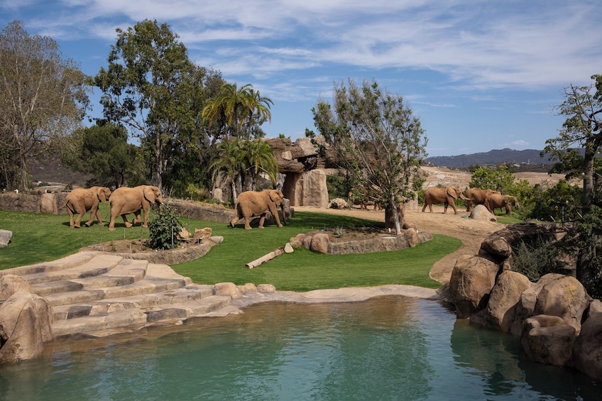 San Diego Zoo Safari Park 4