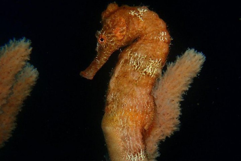 Discover Diving in Curacao 4