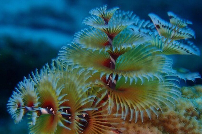 Discover Diving in Curacao 2