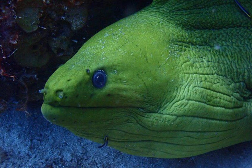 Discover Diving in Curacao 5