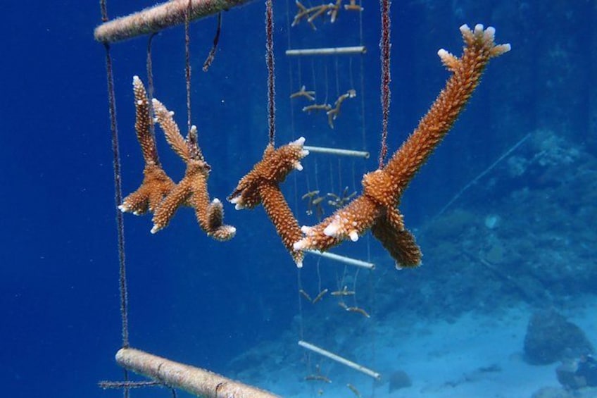 Discover Diving in Curacao 3