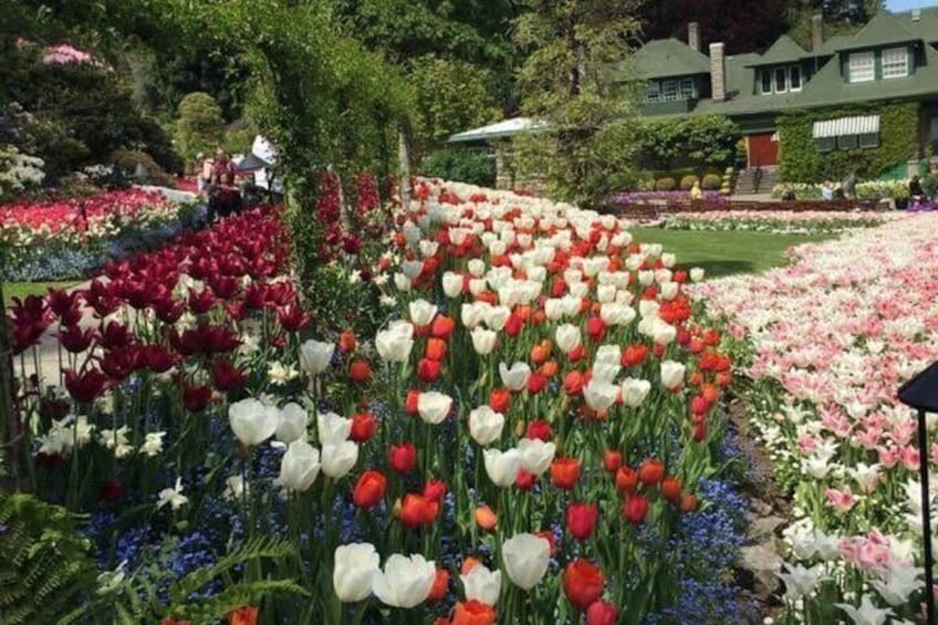 A garden with rows of tulips in various colors. 4